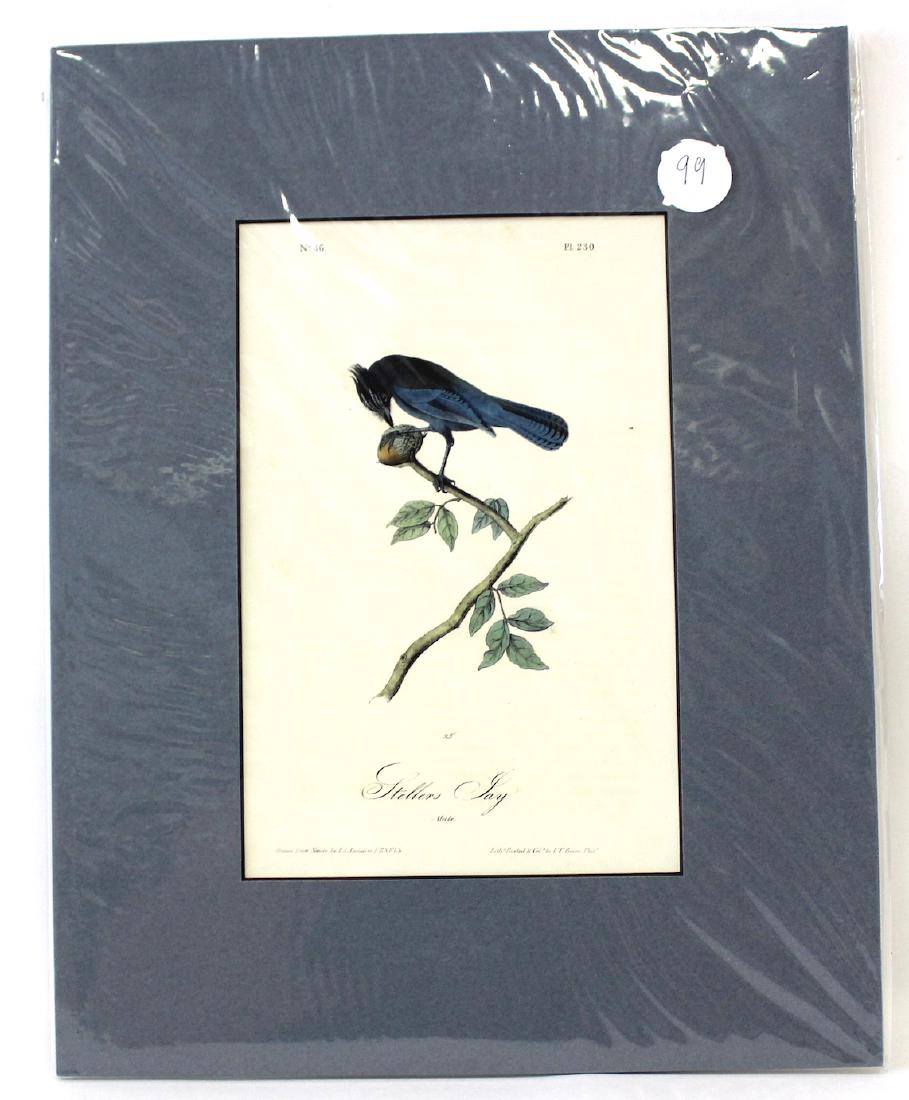 Audubon. Stellers Jay No.230 (1 of 2)