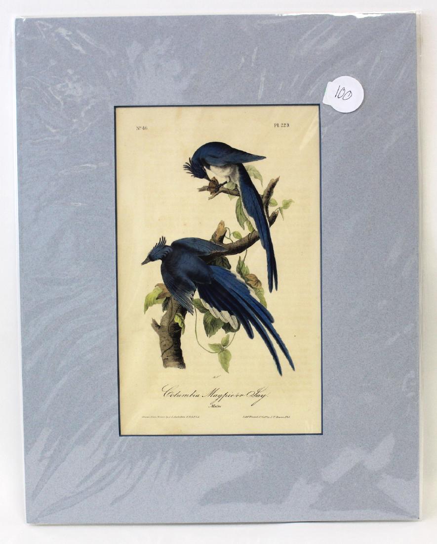 Audubon. Columbia Magpie or Jay No.229 (1 of 2)
