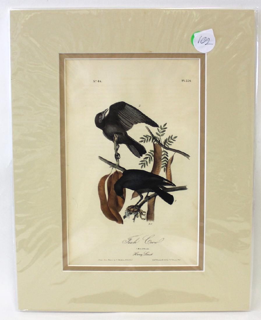 Audubon. Fish Crow No.226 (1 of 2)