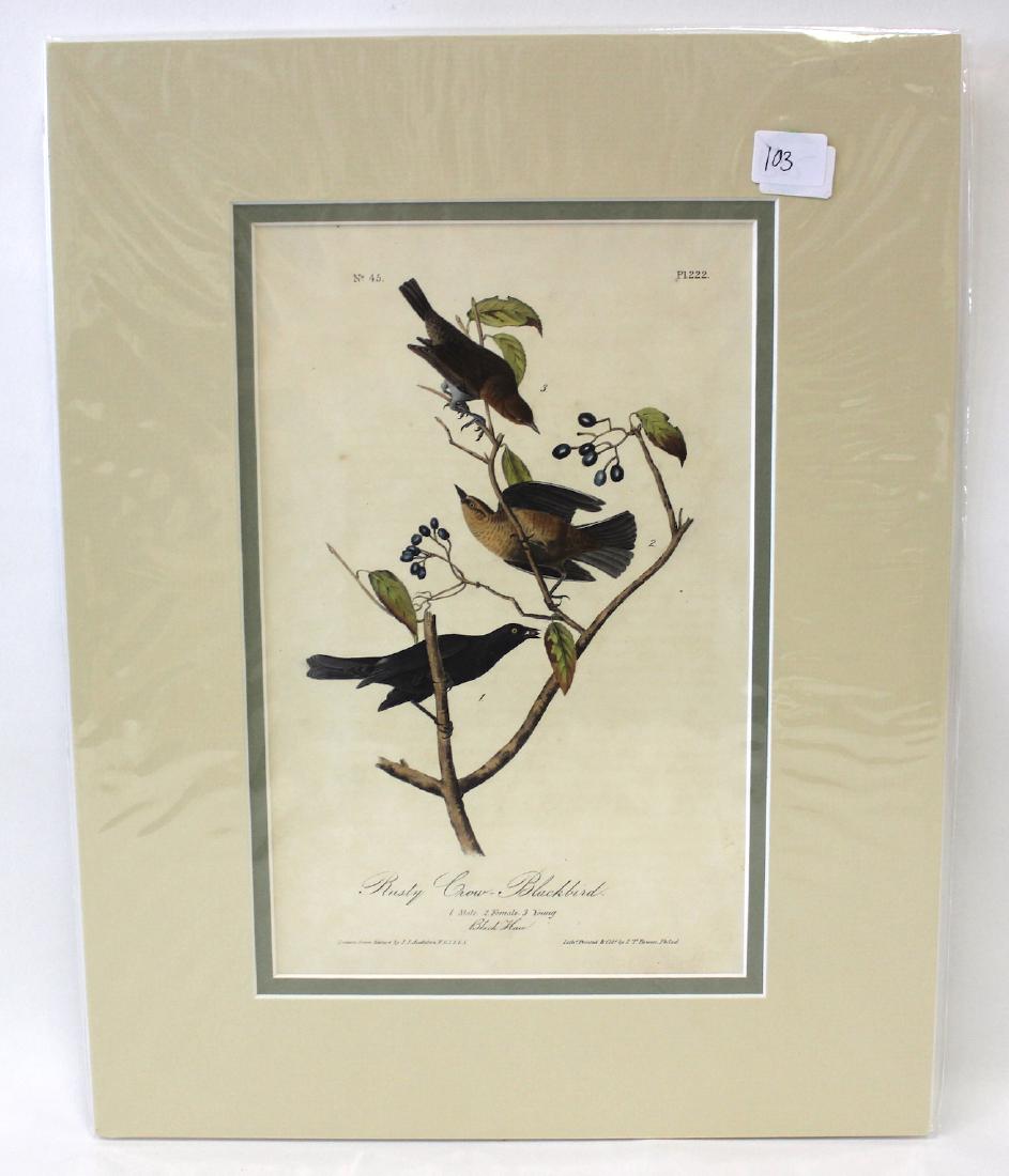 Audubon. Rusty Crowned Blackbird No.222 (1 of 2)