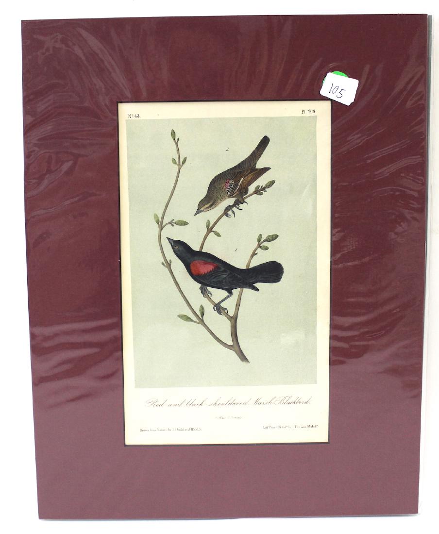 Audubon. Red & Black Shouldered Blackbird (1 of 2)