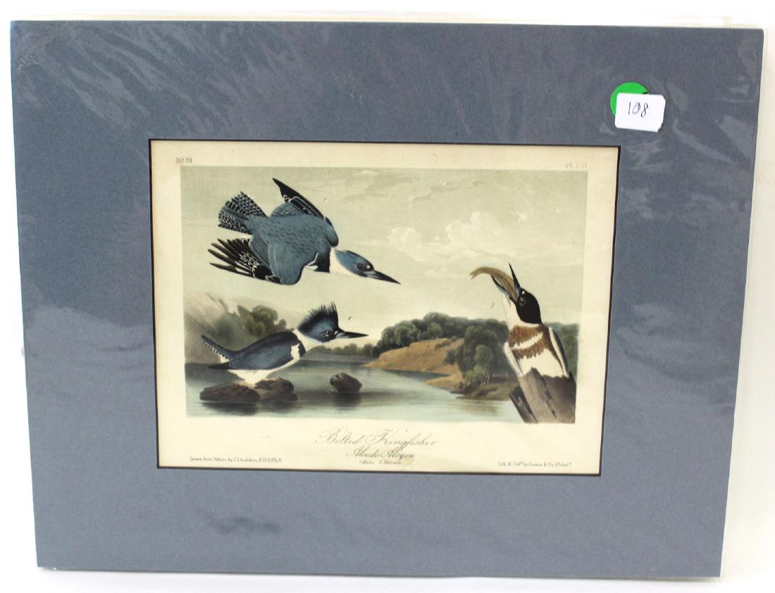 Audubon. Belted Kingfisher No.255 (1 of 2)