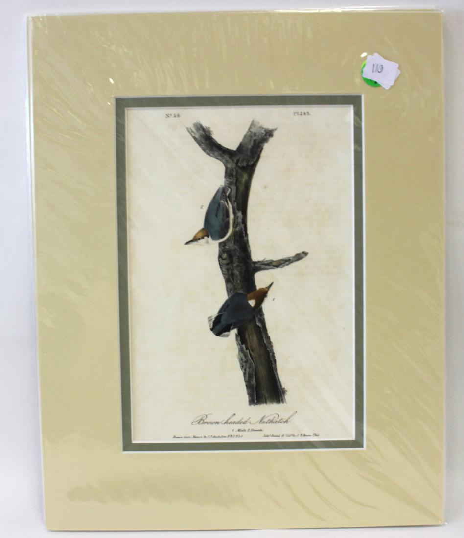 Audubon. Brown-Headed Nutcatch No.249 (1 of 3)
