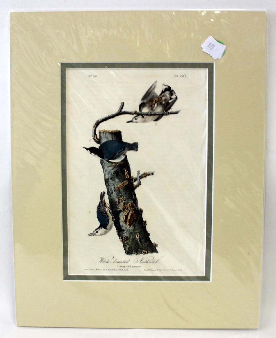 Audubon. White-Breasted Nutcatch No.247 (1 of 3)