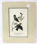 Audubon. Black Throated Wax-Wing or