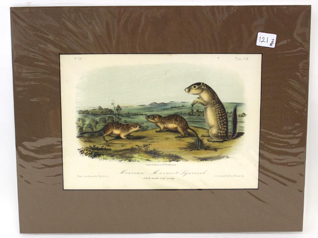 J.J Audubon First ed. Aquatint Mexican Marmot Squirrel: Number 22 Plate CIX Drawn from Nature by J.J Audubon, J.T. Bowen Phil. Octavo