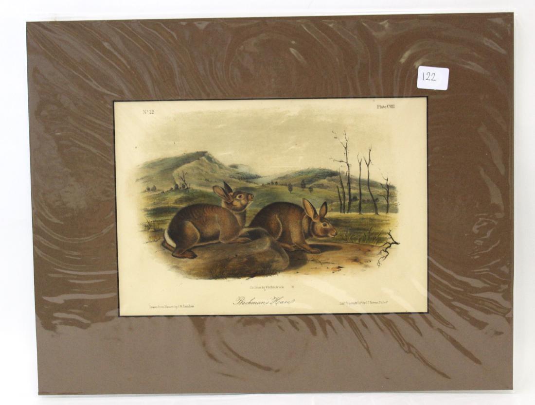 J.J Audubon First ed. Aquatint Bachmans Hare (1 of 2)