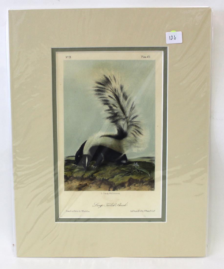 J.J Audubon First ed. Aquatint Large Tailed Skunk (1 of 2)