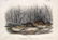 J.J Audubon First ed. Aquatint Richardson's Meadow - 2