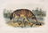 J.J Audubon First ed. Aquatint Red Texan Wolf - 2