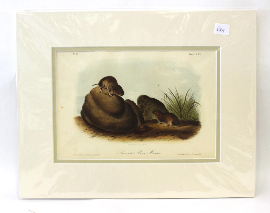 J.J Audubon First ed. Aquatint Leconti's Pine Mouse (1 of 2)