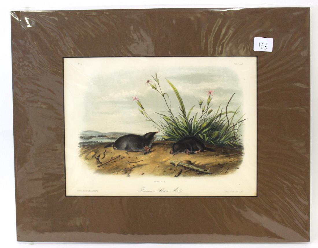 J.J Audubon First ed. Aquatint Brewers Shrew Mole: Number 15 Plate LXXIV Drawn from Nature by J.J Audubon, J.T. Bowen Phil. Octavo