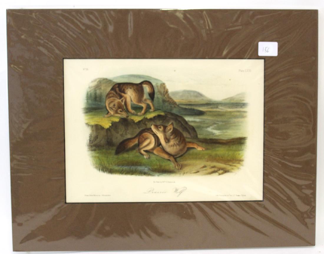 J.J Audubon First ed. Aquatint Prairie Wolf (1 of 2)