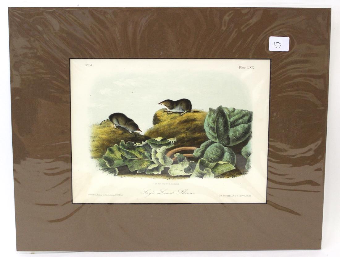 J.J Audubon First ed. Aquatint Jays Least Shrew (1 of 2)