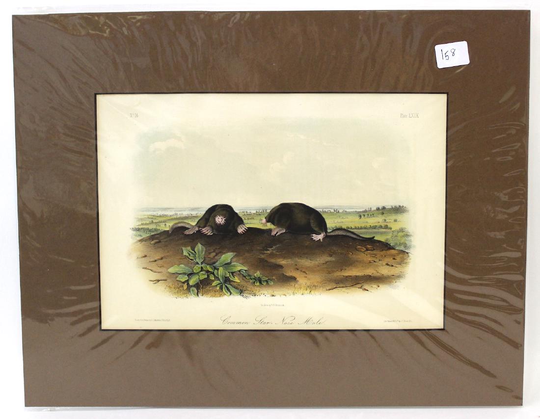 J.J Audubon First ed. Aquatint Common Star Nosed Mole: Number 14 Plate LXIX Drawn from Nature by J.J Audubon, J.T. Bowen Phil. Octavo