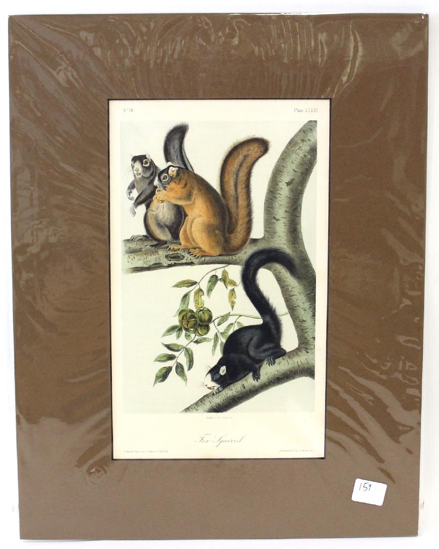 J.J Audubon First ed. Aquatint Fox Squirrel (1 of 2)