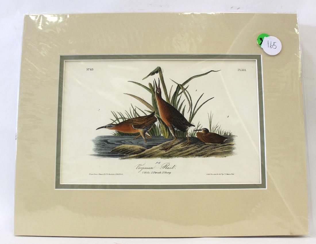 Audubon. Virginian Rail No.311 (1 of 3)