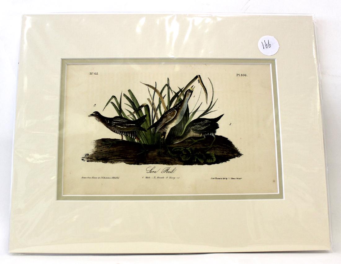 Audubon. Sora Rail No.306 (1 of 2)