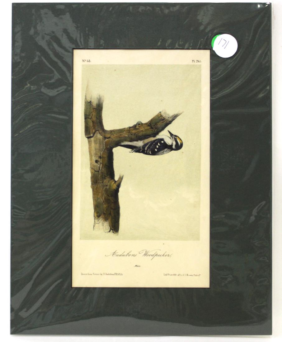 Audubon Woodpecker No.265 (1 of 2)