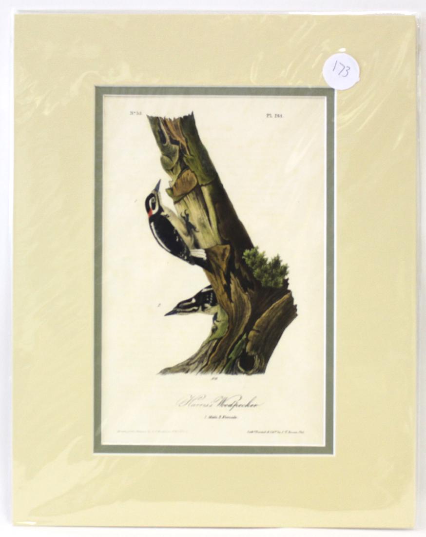 Audubon. Harris's Woodpecker No.261 (1 of 3)