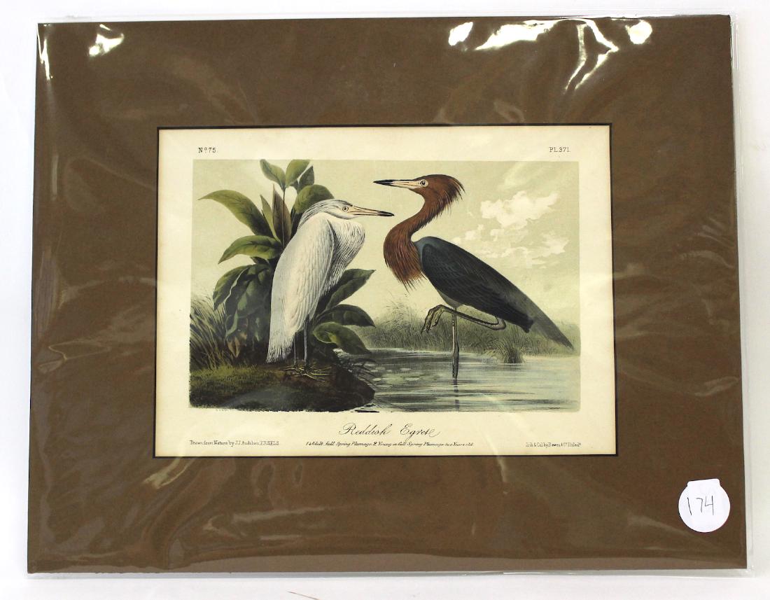 Audubon. Reddish Egret No.371 (1 of 2)