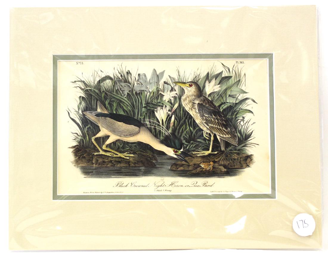 Audubon. Black Crowned Night Heron No.363 (1 of 2)