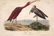 Audubon. Scarlet Ibis No.359 - 2