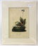 Audubon. Rock Wren No.116