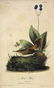 Audubon. Rock Wren No.116 - 2