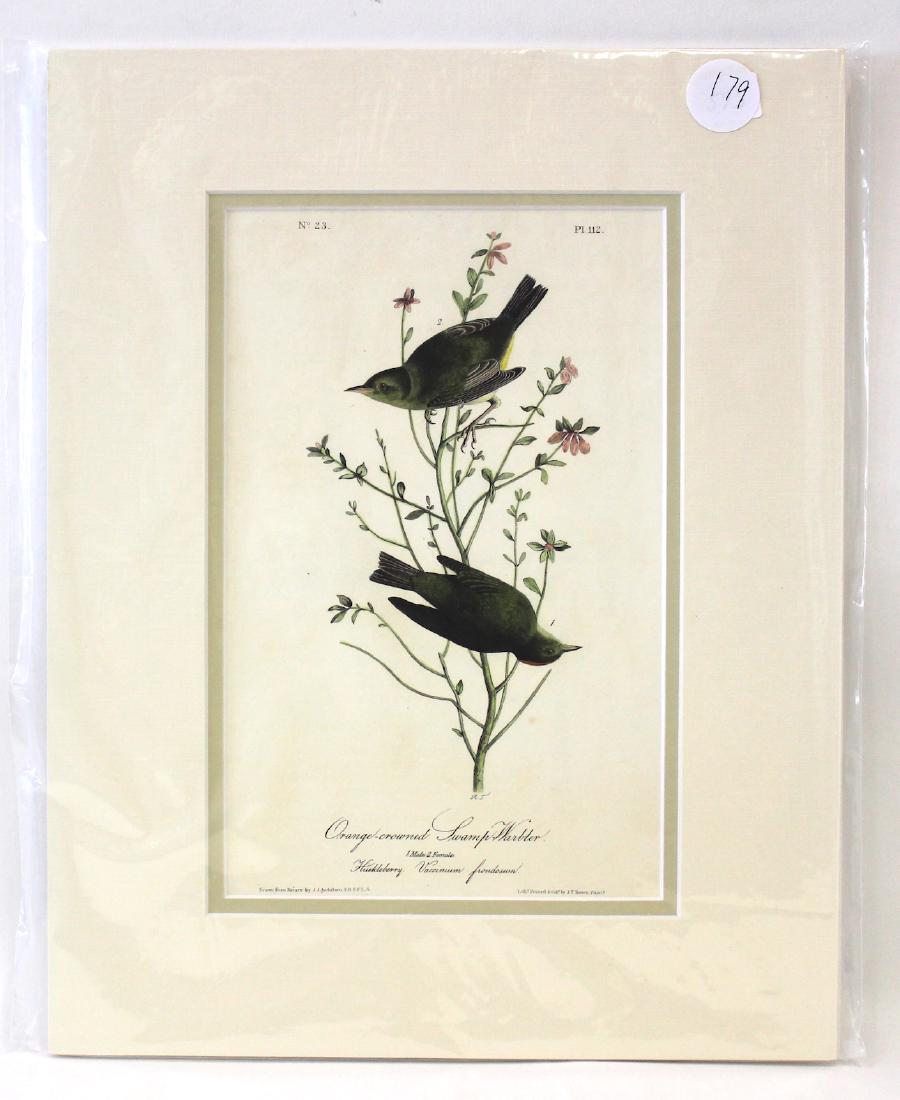 Audubon. Orange Crowned Swamp Warbler (1 of 2)