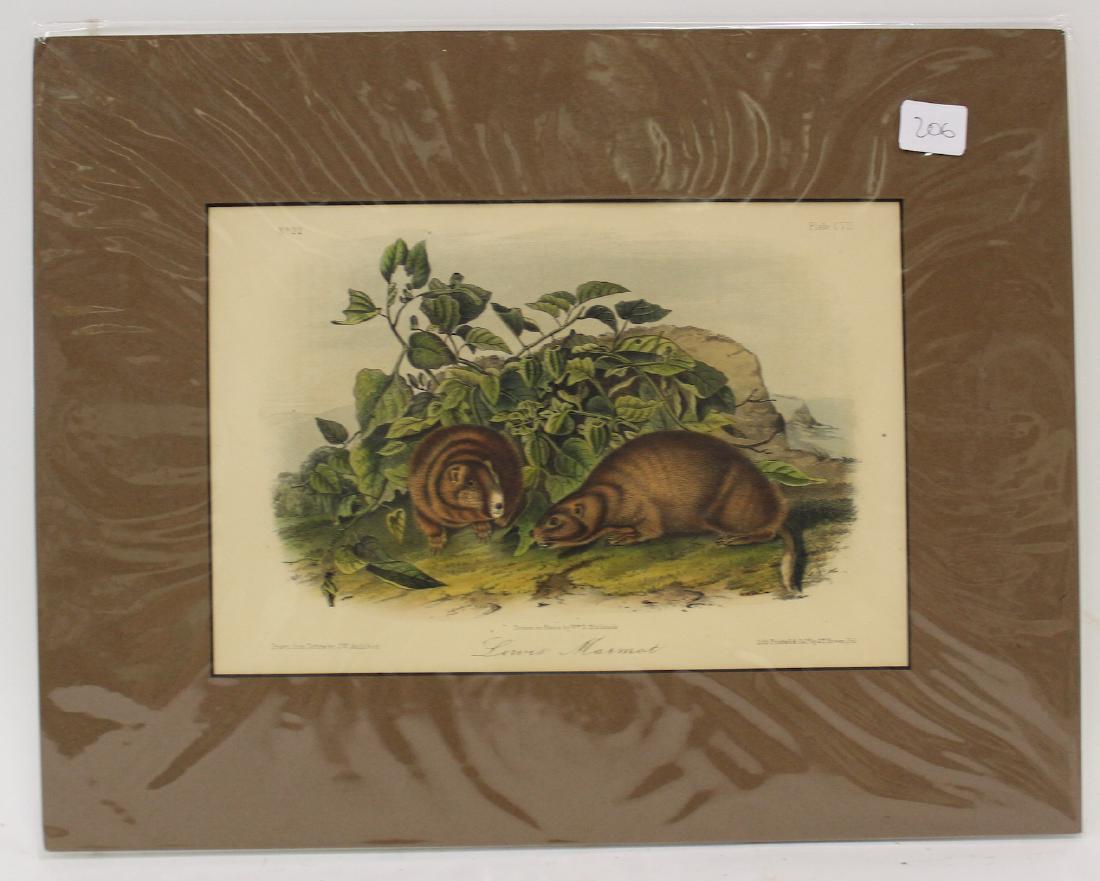 J.J Audubon Aquatint Lot (1 of 2)