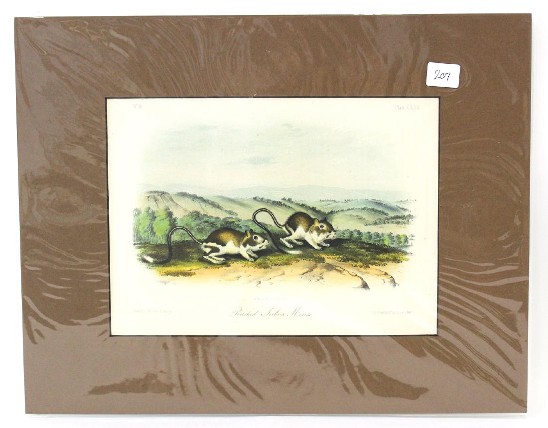 J.J Audubon First ed. Aquatint Pouched Jerboa Mouse (1 of 2)