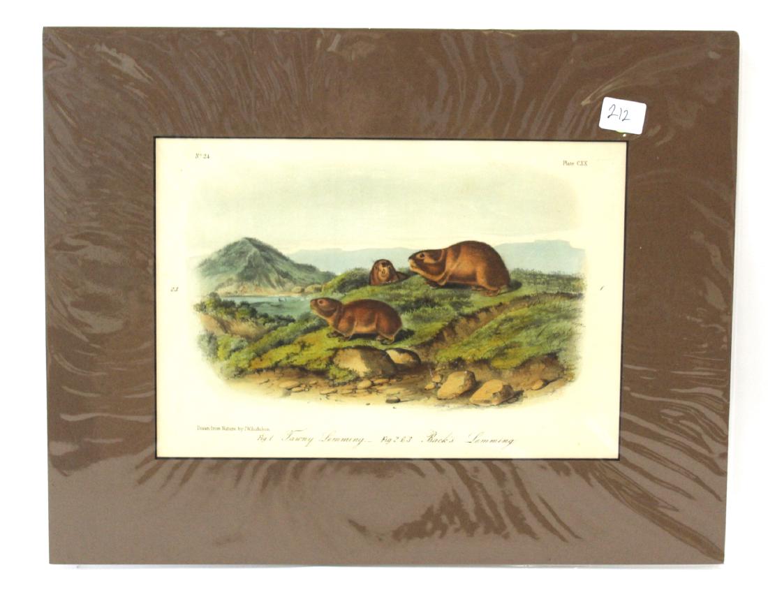 J.J Audubon First ed. Aquatint Tawny Lemming an Backs (1 of 2)