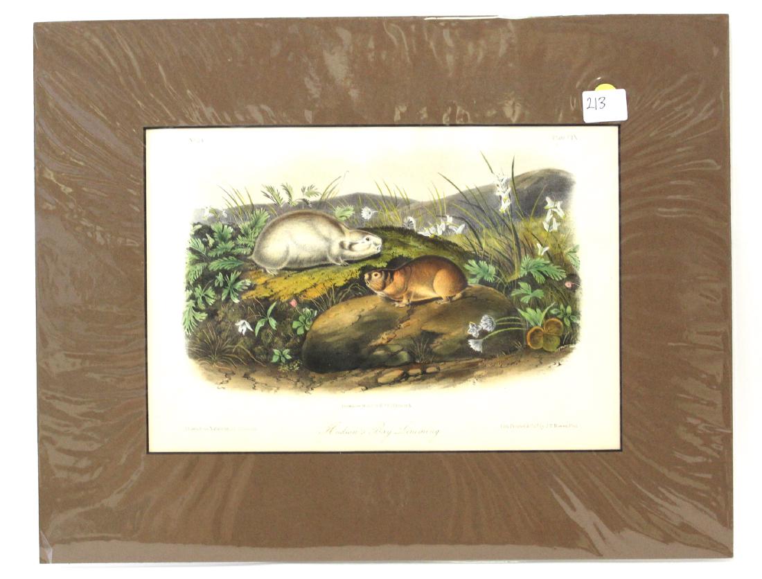 J.J Audubon First ed. Aquatint Hudsons Ray Lemming (1 of 2)