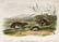 J.J Audubon First ed. Aquatint Yellow-Cheeked Meadow - 2