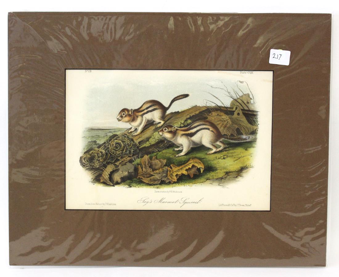 J.J Audubon First ed. Aquatint Rays Marmot Squirrel: Number 23 Plate CXIV Drawn from Nature by J.J Audubon, J.T. Bowen Phil. Octavo