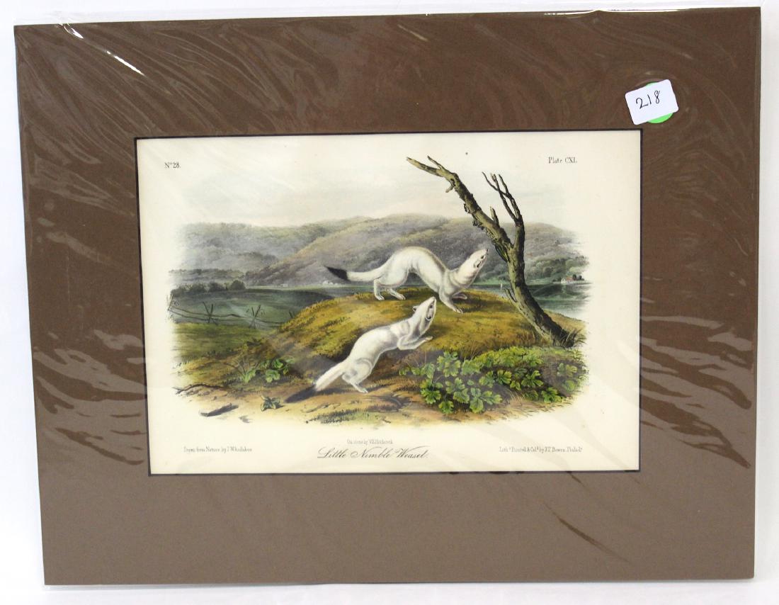 J.J Audubon First ed. Aquatint Little Nimble Weasel: Number 28 Plate CXL Drawn from Nature by J.J Audubon, J.T. Bowen Phil. Octavo