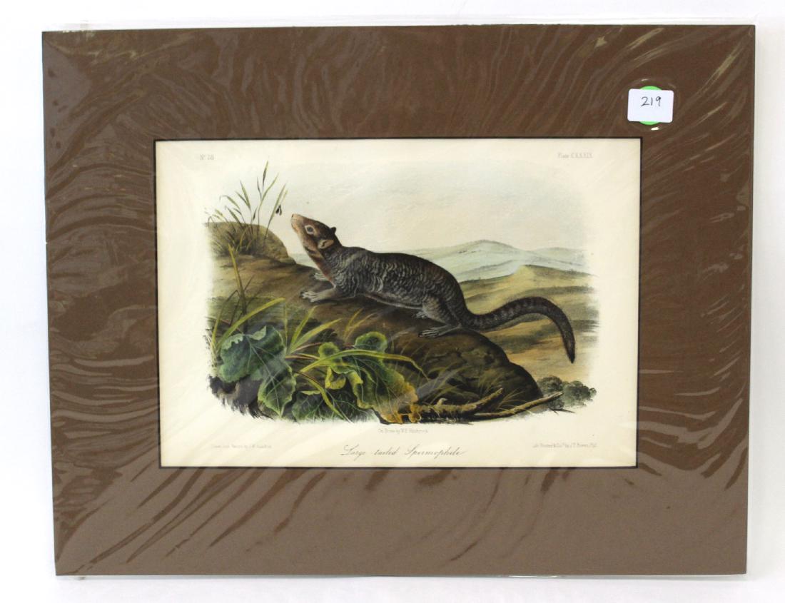 J.J Audubon First ed. Aquatint Large-tailed Spermophile (1 of 2)