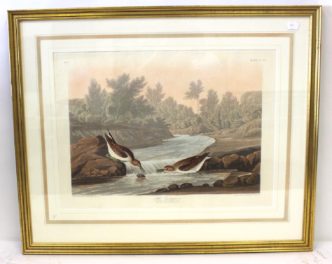 J.J Audubon First ed. Aquatint Little Sandpiper (1 of 2)