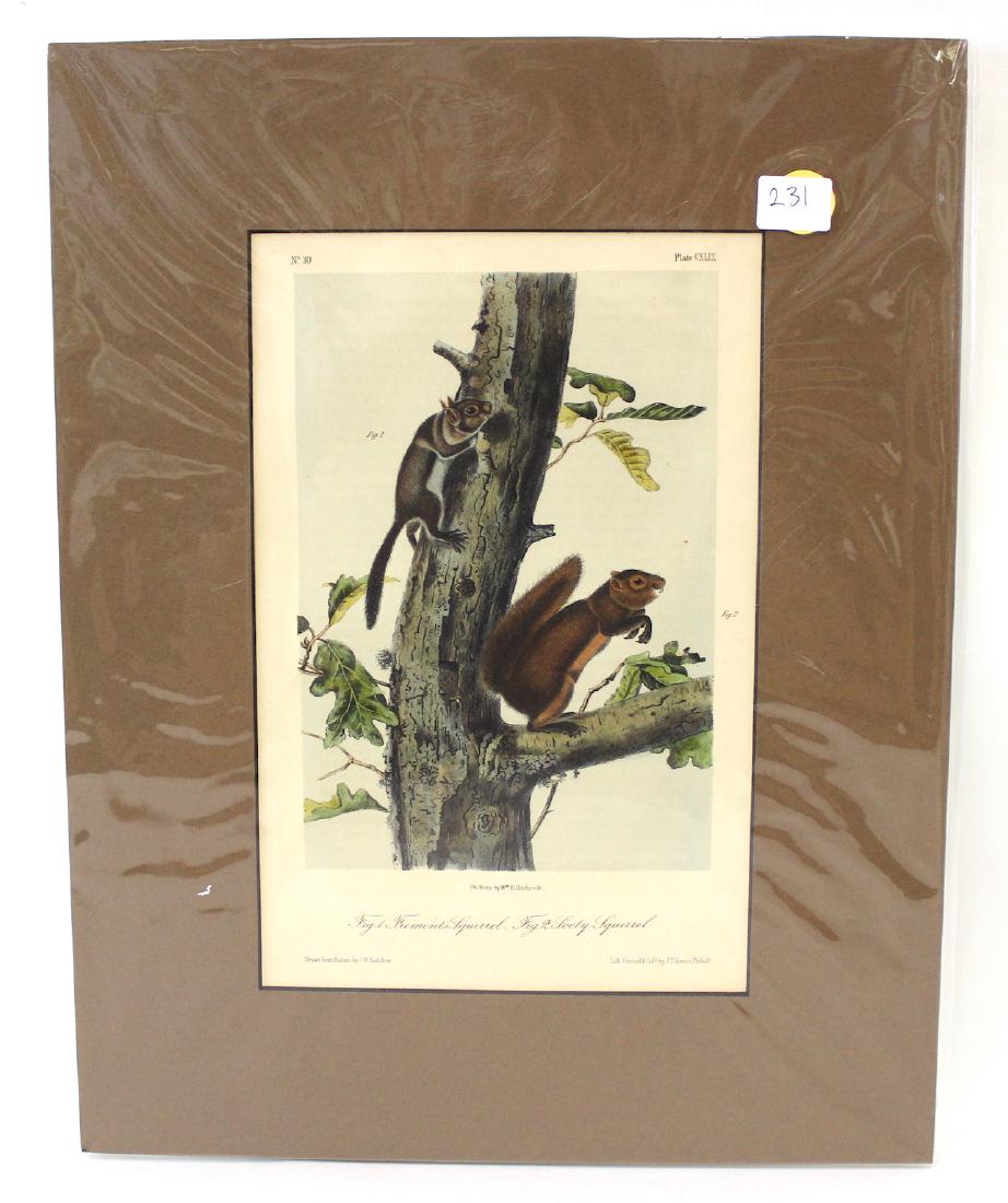 J.J Audubon First ed. Aquatint Freemont Squirrel an: Number 30 Plate CXLIX Drawn from Nature by J.J Audubon, J.T. Bowen Phil. Octavo