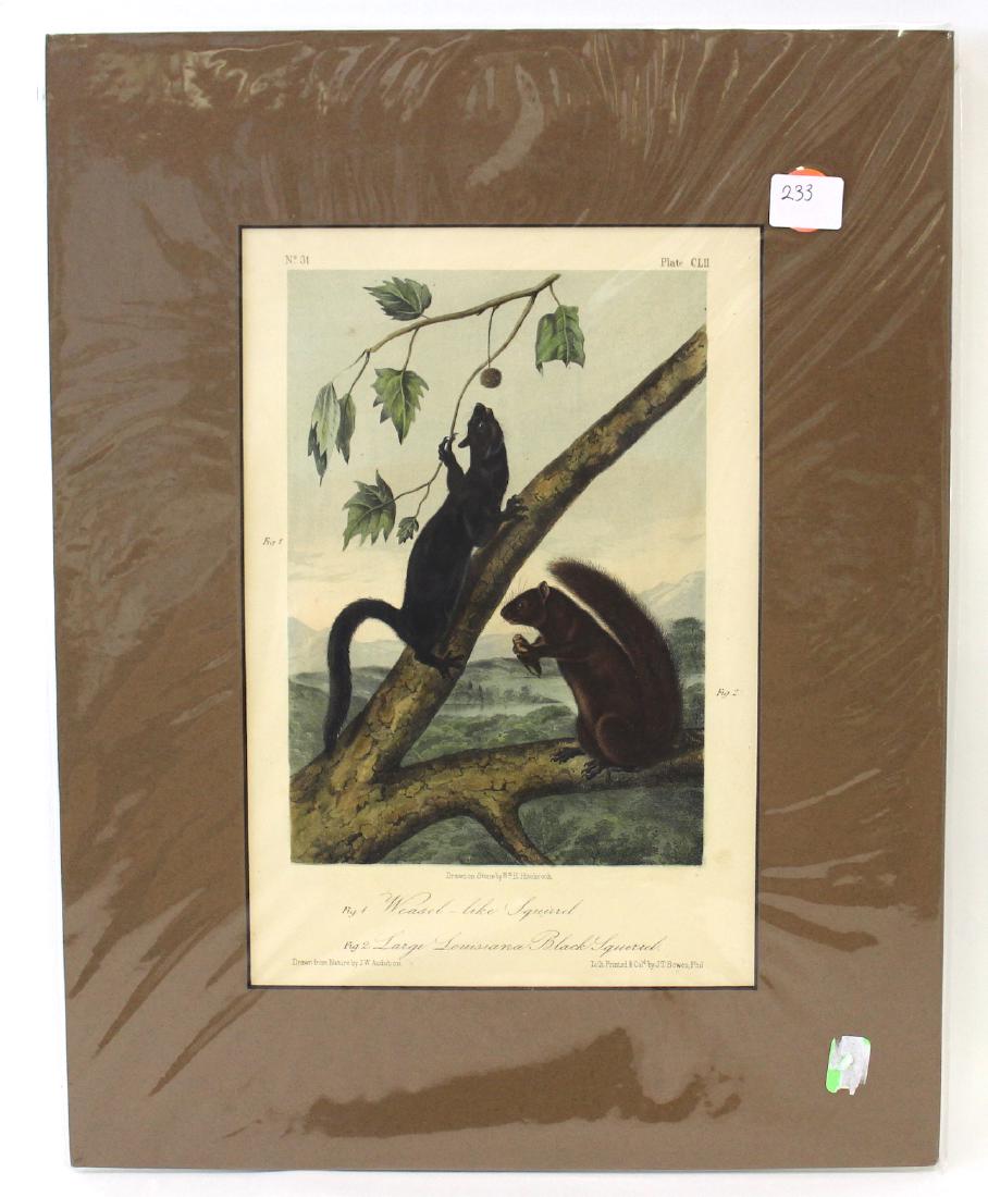 J.J Audubon First ed. Aquatint Weasel Like Squirel,: Number31 Plate CLII Drawn from Nature by J.J Audubon, J.T. Bowen Phil. Octavo