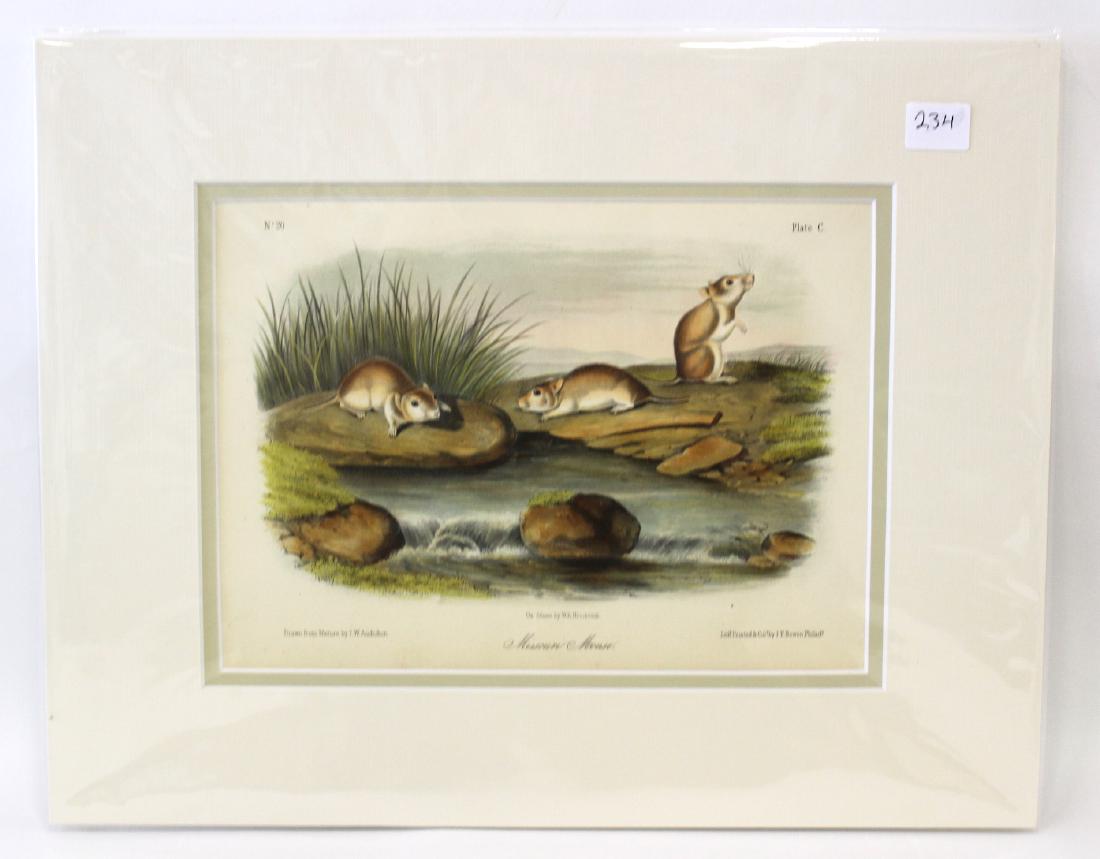 J.J Audubon First ed. Aquatint Missouri Mouse (1 of 2)