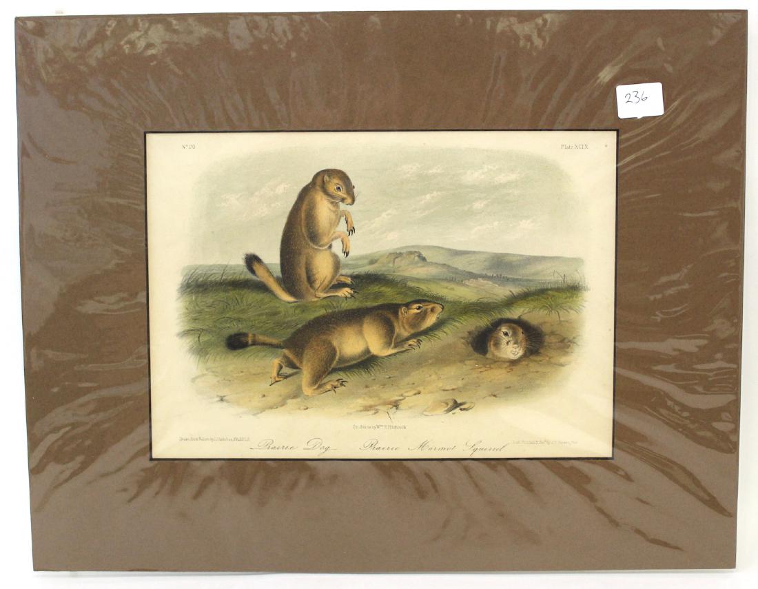 J.J Adubond First ed. Aquatint Prairie Dog an Prairie (1 of 2)