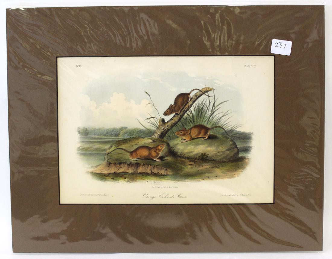 J.J Audubon First ed. Aquatint Orange Colored Mouse (1 of 2)