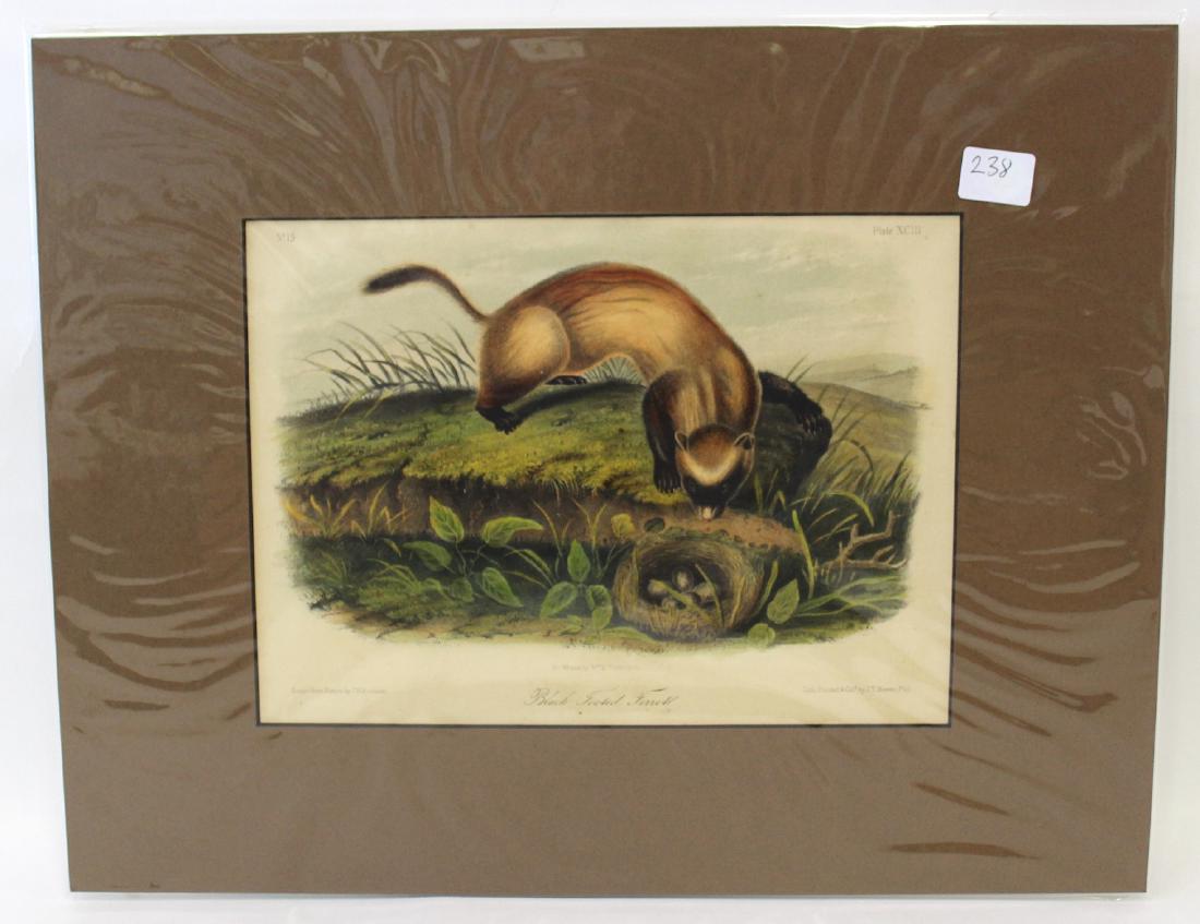 J.J Audubon First ed. Aquatint Black Footed Ferrit (1 of 2)