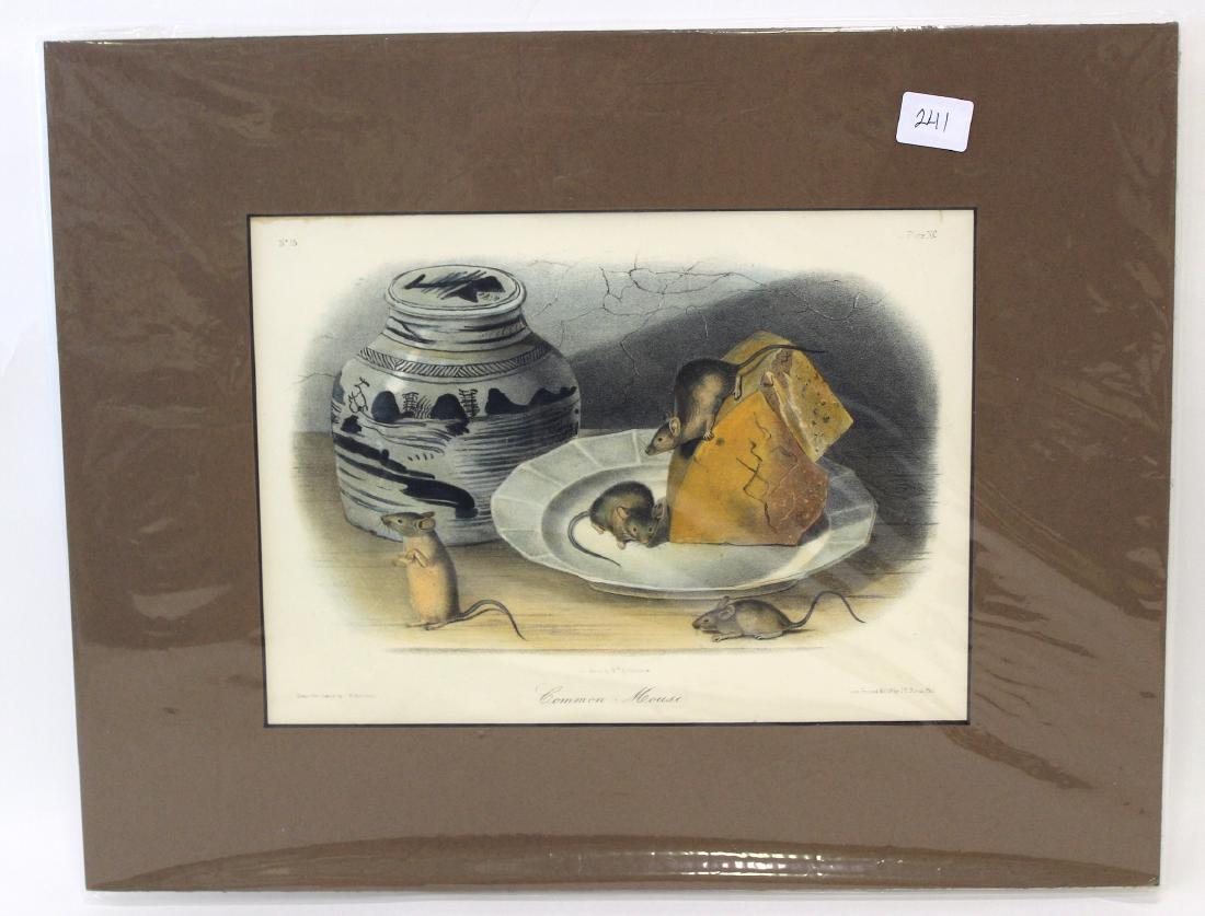 J.J Audubon First Ed. Aquatint Common Mouse (1 of 2)