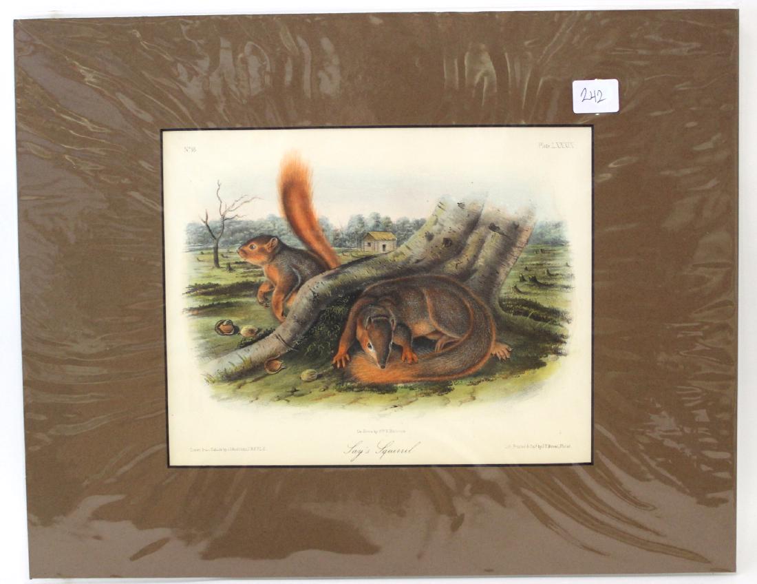 J.J Audubon First ed. Aquatint Jays Squirrel (1 of 2)