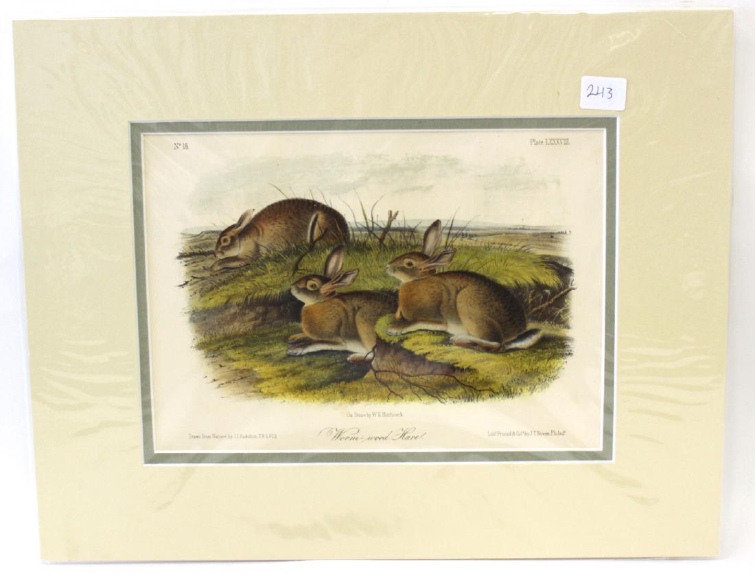 J.J Audubon First ed. Aquatint Worm Wood Hare (1 of 2)