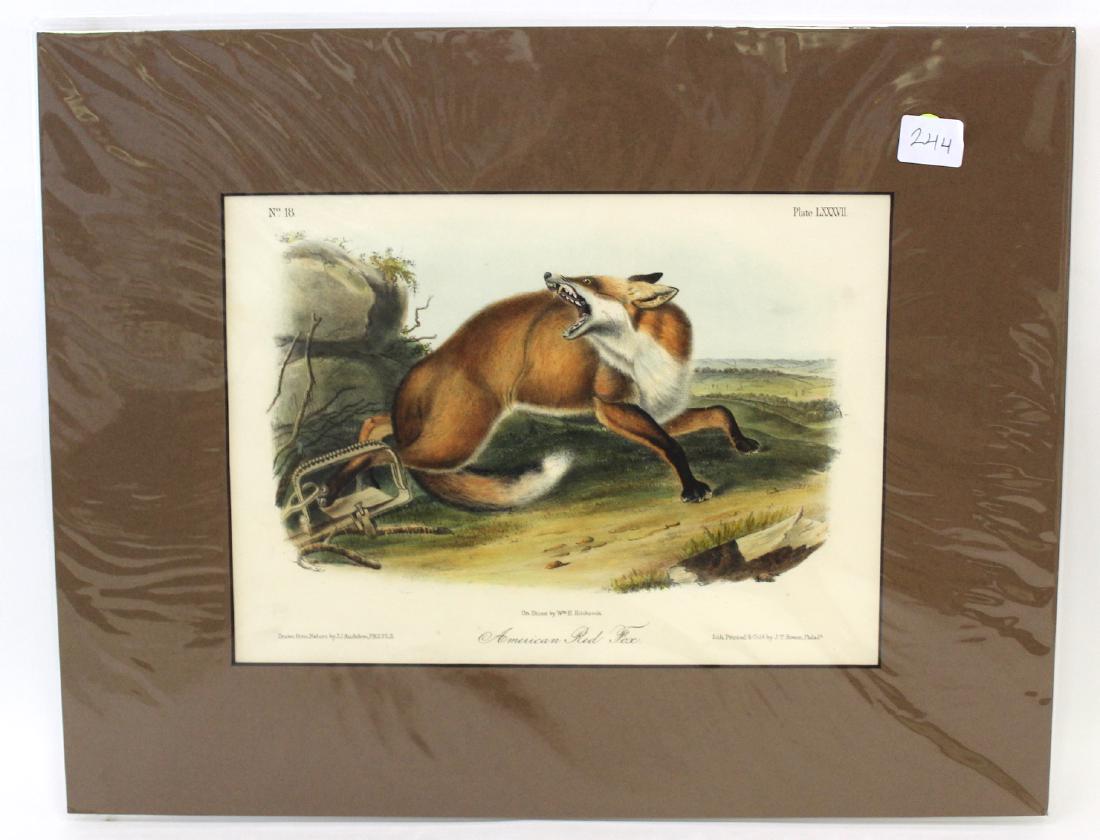 J.J Audubon First ed. Aquatint American Red Fox (1 of 2)