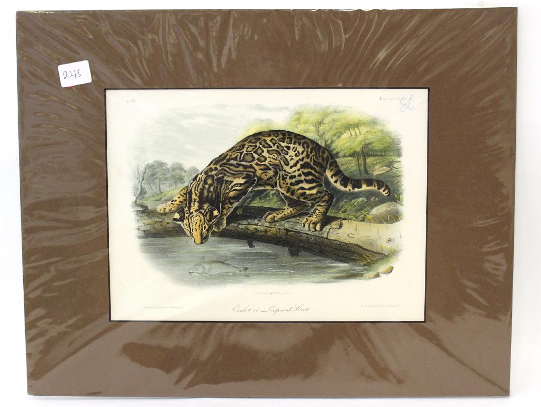 J.J Audubon First ed. Aquatint Ocelot or Leopard cat (1 of 2)